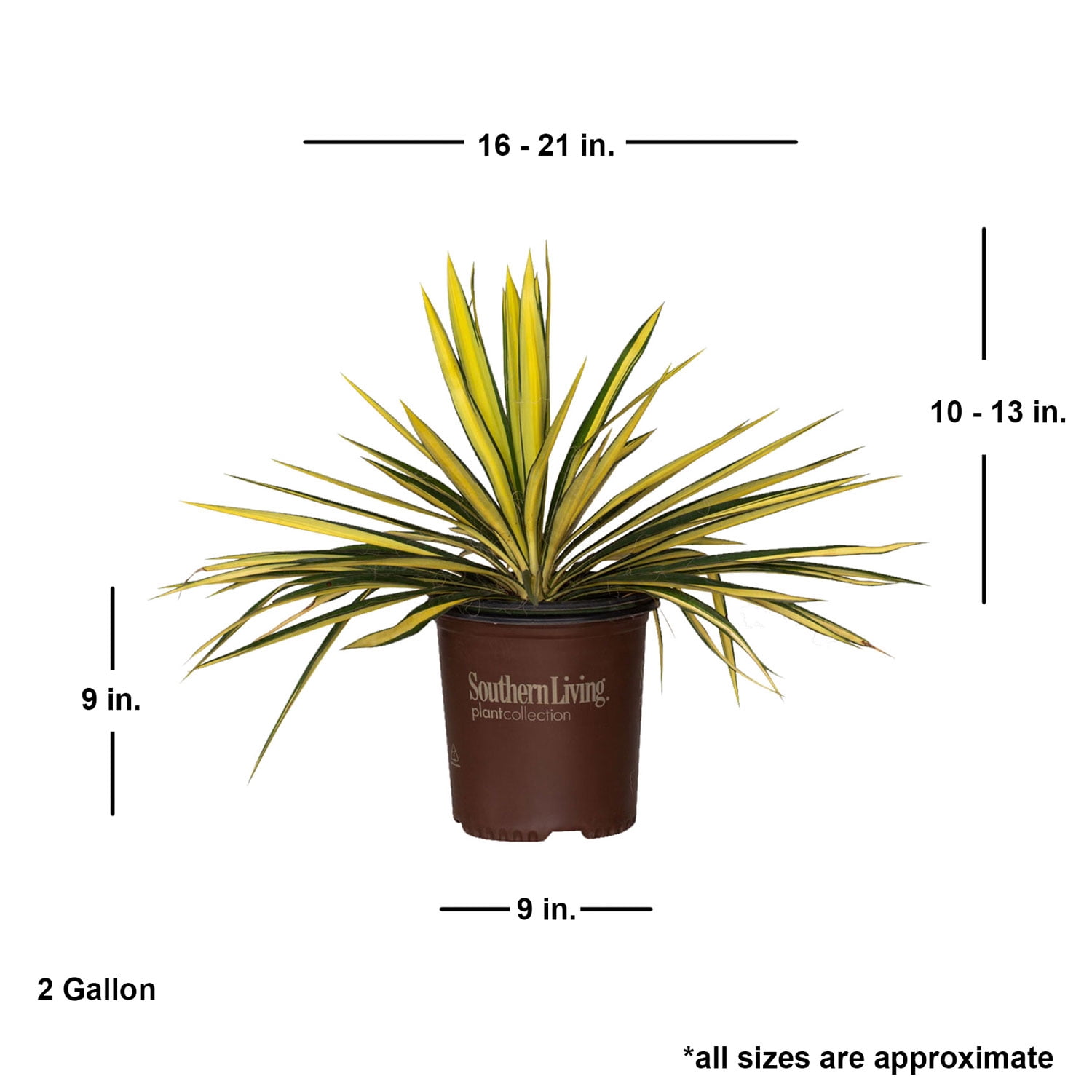 Southern Living Color Guard Yucca Live Shrub in 1.5-Gallon Grower Pot