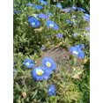 thumbnail image 1 of 25 Graines de Nolana Paradoxa pour Plantes Succulentes, 1 of 4