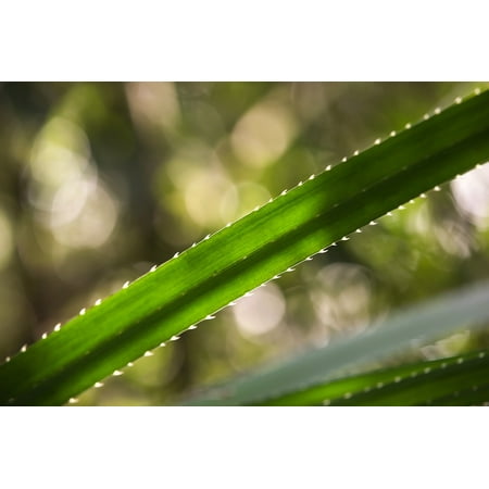 Canvas Print Leaf Nature Green Spring Bokeh Plant Spike Stretched Canvas 10 x