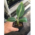 thumbnail image 2 of Goldfinger Dwarf Banana Plant – FHIA-01 Goldfinger Desert Banana, 2 of 7