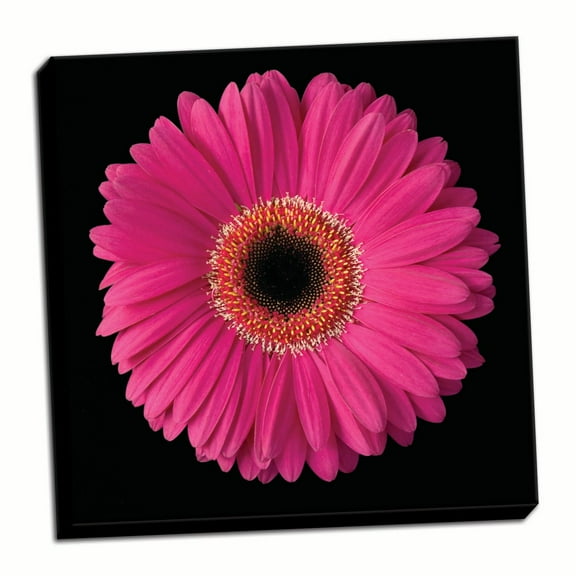 Gango Home Decor Pink Gerbera Daisy by Jim Christensen (Ready to Hang); One 24x24in Hand-Stretched Canvas