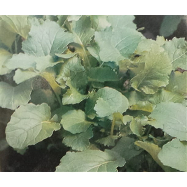 Turnip Seven Top Greens Seed 1 Packet