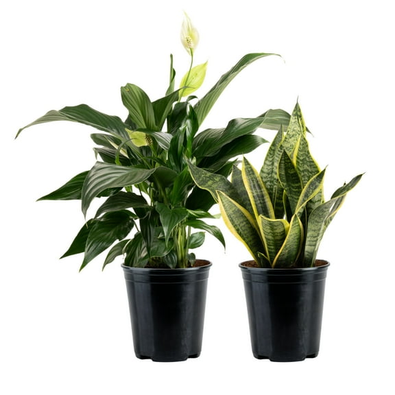 Costa Farms Peace Lily and Snake Plant Live Plants in 5" Grower Pot