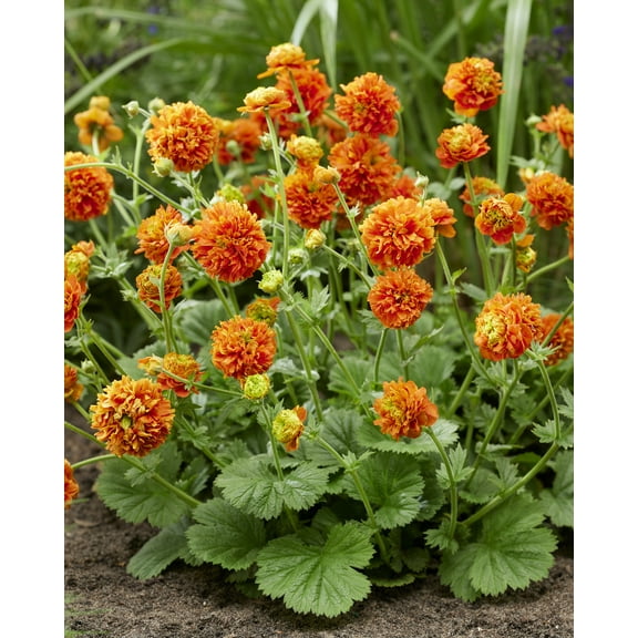 Pumpkin Orange- Geum Perennial - Attracts Hummingbirds - 3" Pot