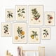 thumbnail image 2 of Pósteres y grabados vintage de frutas botánicas retro, limón, ciruela y naranja, arte de pared, pintura en lienzo, imágenes de pared, decoración de cocina, 2 of 5