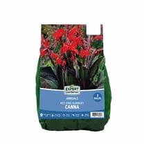 Expert Gardener Canna Red King Humbert (Set of 3 Dormant Bulbs) Full Sun, Red, Annual