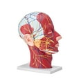 thumbnail image 2 of Life-Size Human Half Head Model with Brain, Skull, Muscles & Nerves - Anatomical Neurovascular Head & Neck Display for Medical Teaching, Student Learning, 2 of 9