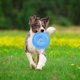 thumbnail image 5 of Disco volador para perros, resistente al viento, estable, fácil de lanzar, juguete profesional para mascotas (azul) Ehuebsd Para estrenar, 5 of 8