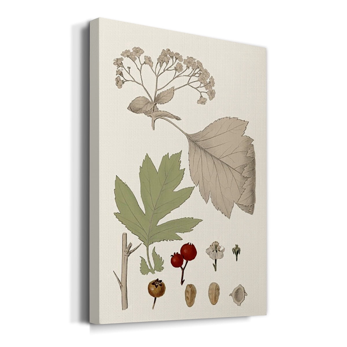 Leaves & Berries II Premium Gallery Wrapped Canvas - Ready to Hang