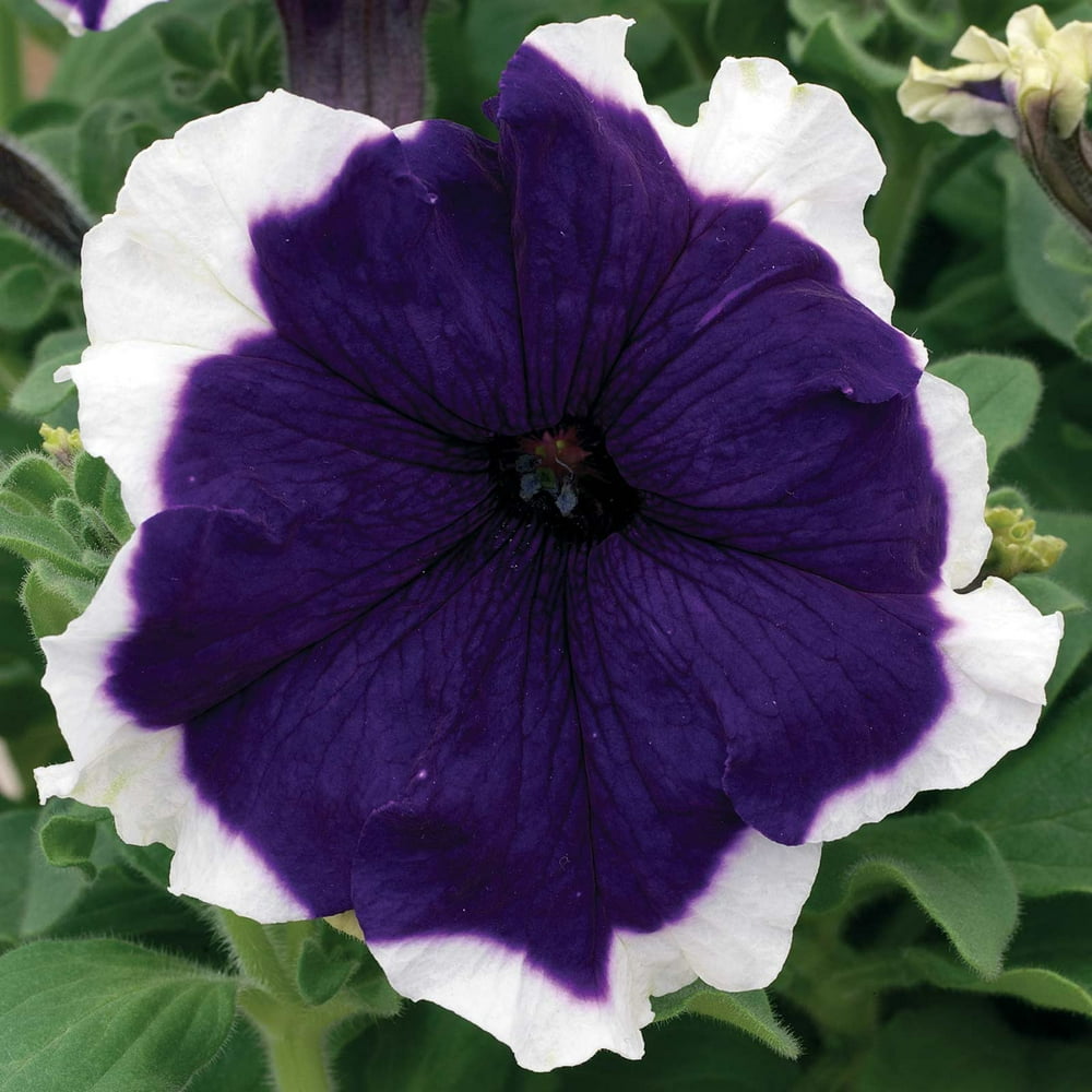 Petunia Frost Series Flower Garden Seed 1000 Pelleted Seeds Blue