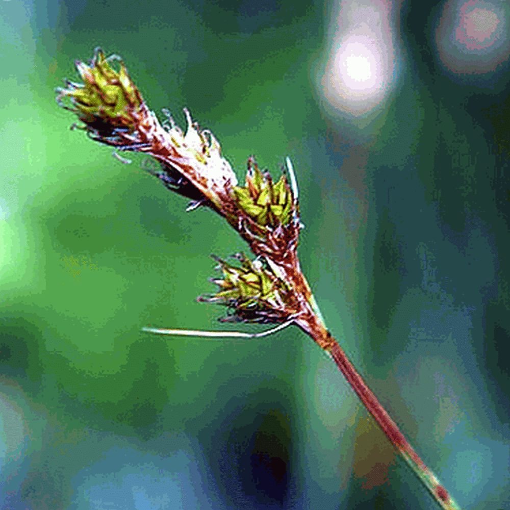 Everwilde Farms - 1 oz Fox Sedge Native Grass Seeds - Gold Vault Bulk Seed Packet