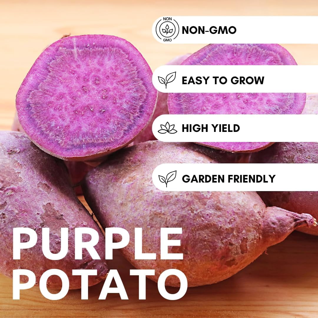 Purple Majesty Seed Potatos for Planting - Garden or Raised Bed Stock for Growing (10 Pounds)