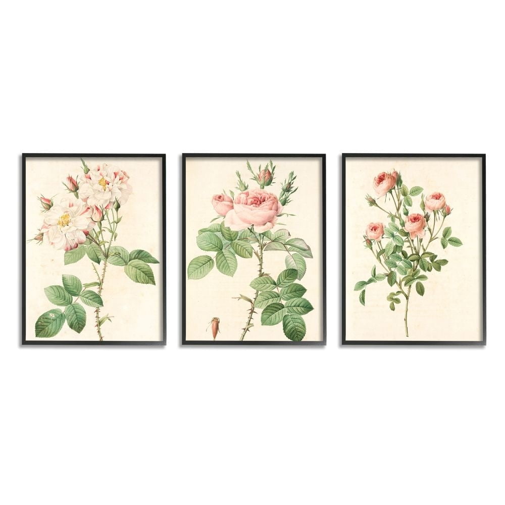 Stupell Industries Vintage Pink Rose Illustrations with Floral Stem Detail Designed by Ziwei Li