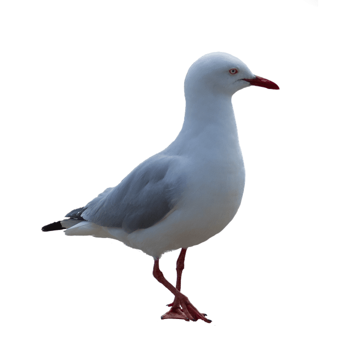 bird seagull png coast 12 inch by 18 inch laminated poster with bright colors and vivid imagery fits perfectly in many attractive frames walmart com walmart com bird seagull png coast 12 inch by 18 inch laminated poster with bright colors and vivid imagery fits perfectly in many attractive frames