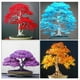 thumbnail image 5 of 20 piezas raras semillas de arce azul plantas de árbol bonsái decoración del jardín del hogar árbol de arce japonés, 5 of 5