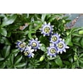 thumbnail image 2 of 10 * Seeds Blue Crown PASSION FLOWER / Passion FRUIT Passiflora Caerulea Fruit Flower Vine Seeds, 2 of 11