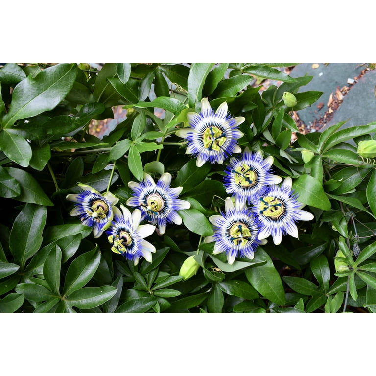 natural bug spray for garden All Natural Bug Spray