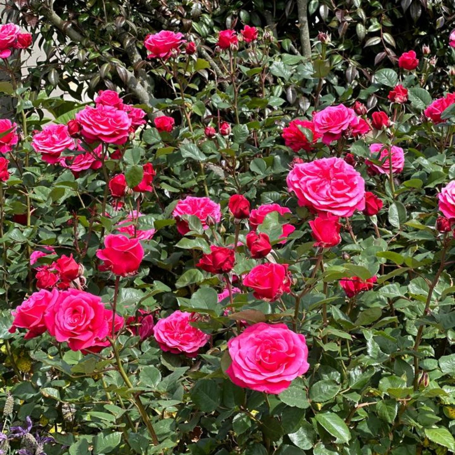 Expert Gardener 12-18" Showpiece™ Lipstick Fragrant Shrub Rose with Dark Pink Flowers Live Tree in 2 gal. Grower Pot