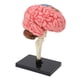 thumbnail image 1 of Modelo del Cerebro, Alta Simulación Pinturida Colorida Modelo Anatólico del Cerebro Material Humano Seguro para el Aprendizaje, 1 of 7