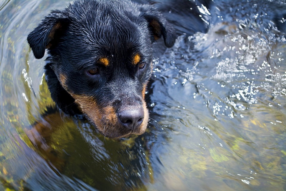 liner demonstration Diskriminering af køn Puppy River Nature Dog Rottweiler Summer Water-20 Inch By 30 Inch Laminated  Poster With Bright Colors And Vivid Imagery-Fits Perfectly In Many  Attractive Frames - Walmart.com