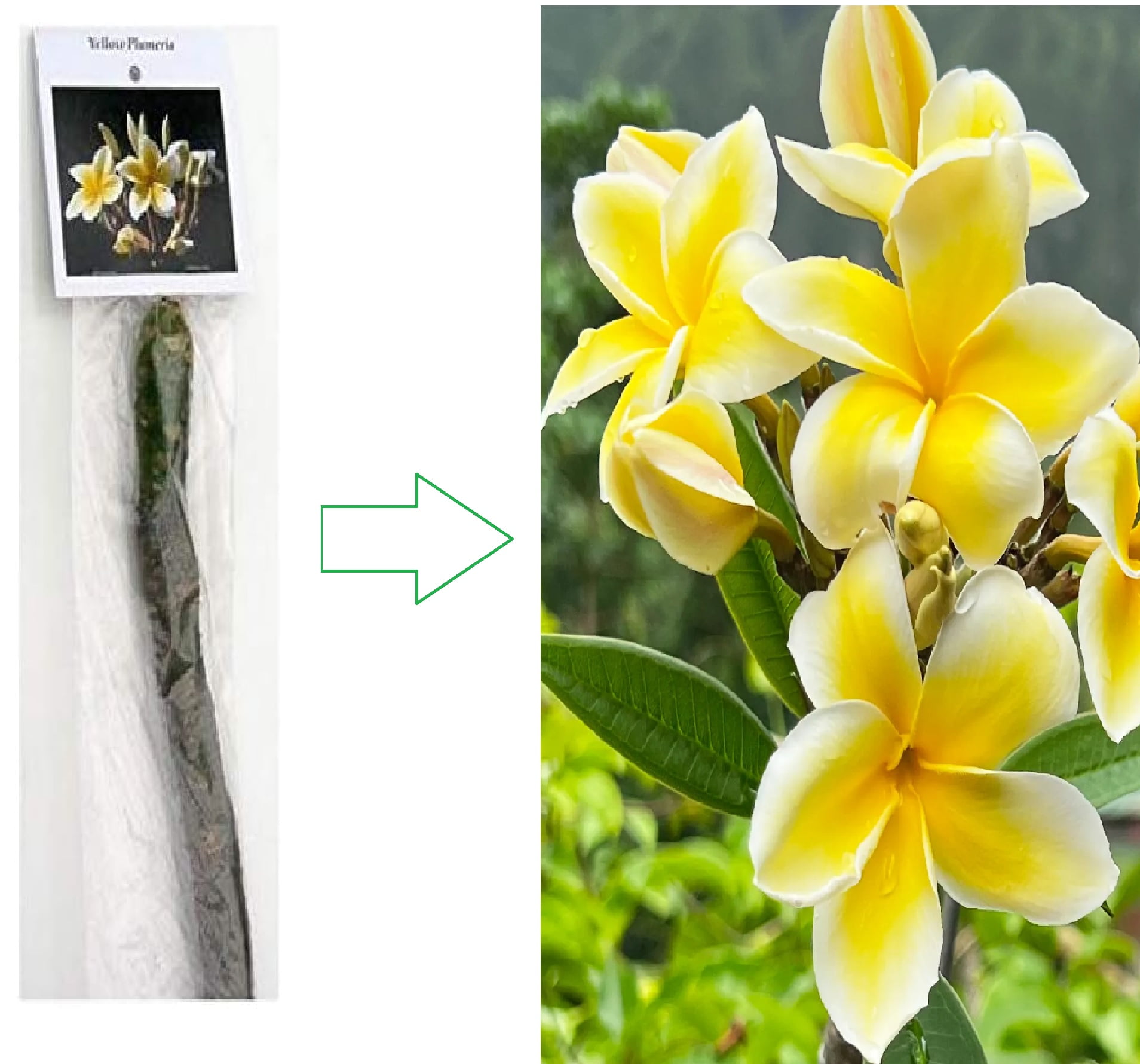 Yellow Plumeria  8  inch Live Plants, Cutting, Full Sun