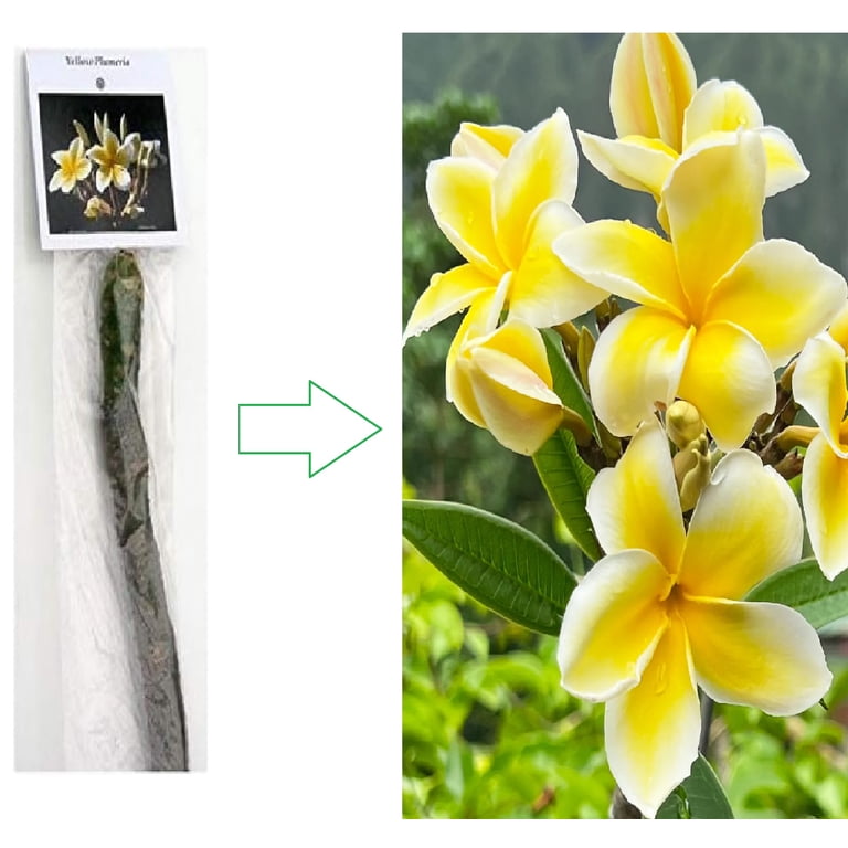 Yellow Plumeria 8 inch Live Plants, Cutting, Full Sun - Walmart.com
