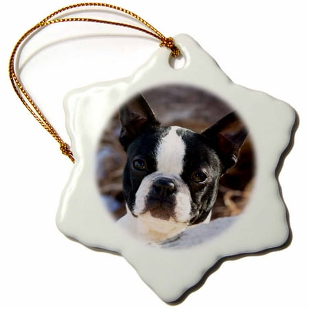 Boston Terrier Dog Ornament - 3dRose Purebred Boston Terrier Dog - NA02 PWO0017 - PiperAnne Worcester - Snowflake Ornament, 3-inch
