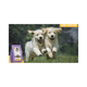 thumbnail image 4 of Nucan Cachorro Razas Medianas y Grandes 900gr, 4 of 4