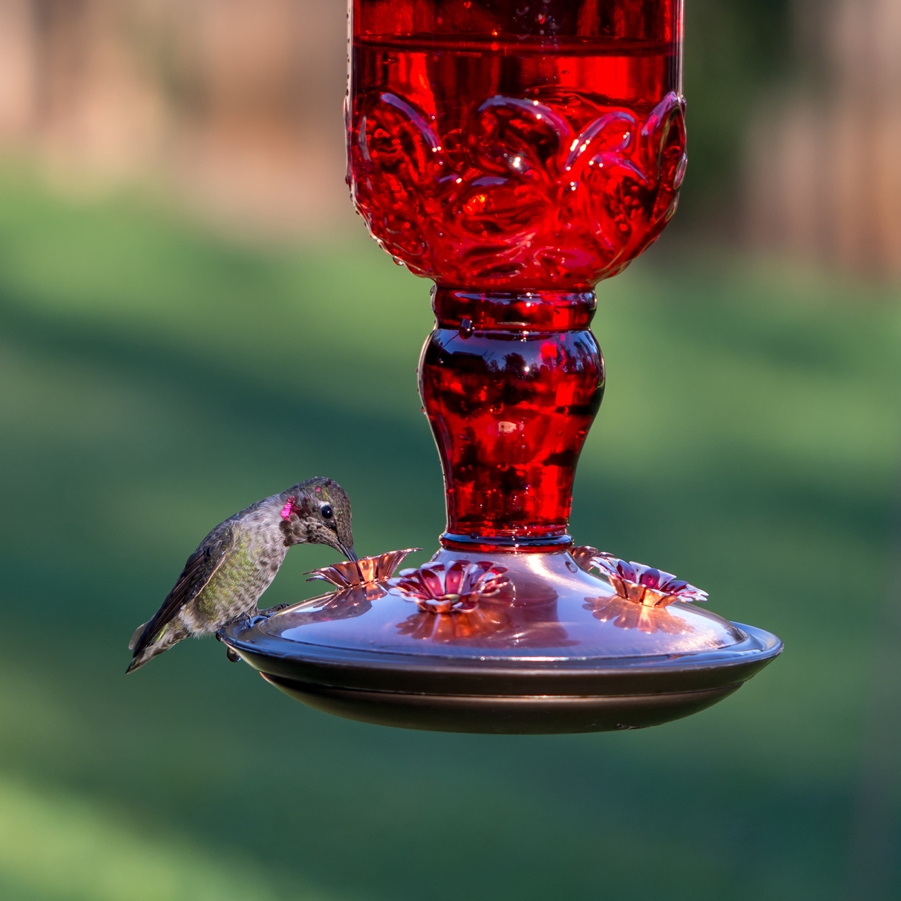 Perky Pet 8119 2 Red Antique Bottle Hummingbird Feeder Backyard