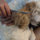 thumbnail image 4 of Peine de acero inoxidable para mascotas, peine de aseo para mascotas para gatos y perros, peinado, aseo, masaje, peine de metal para perros Sincero  Hogar, 4 of 5