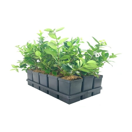 Ligustrum Waxleaf Privet - 12 Live Quart Size Plants - Blooming Evergreen Privacy Hedge