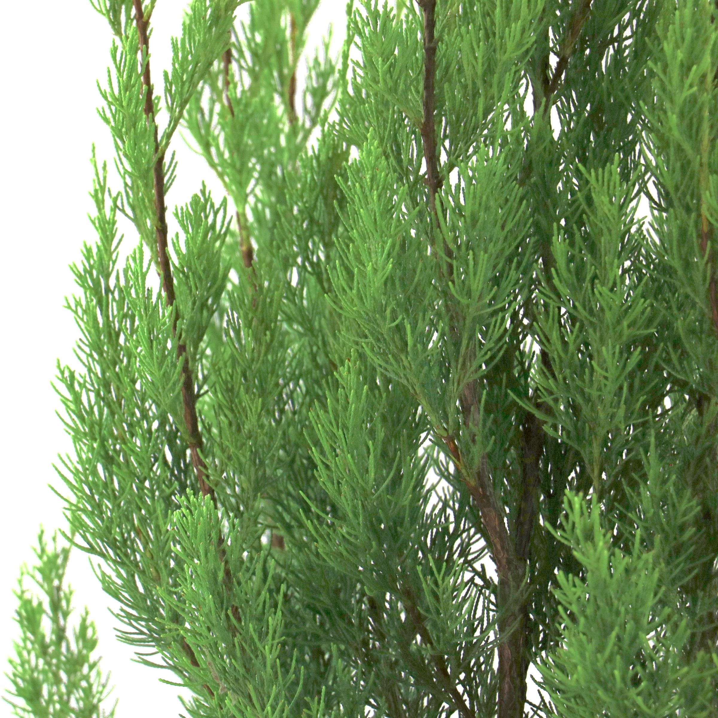 National Plant Network 3 gal. Juniper Brodie Live Shrub