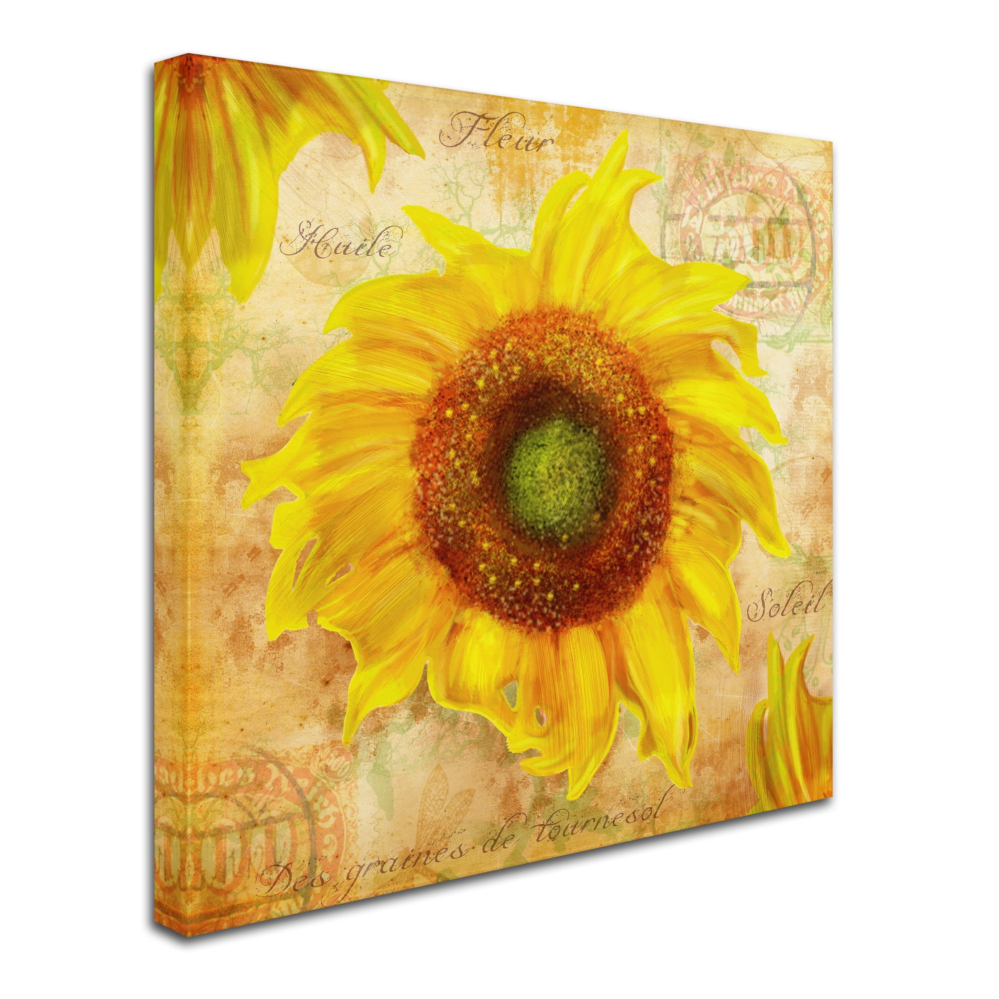 Trademark Fine Art 'Tuscan Flower 7' Canvas Art by ALI Chris