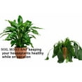 thumbnail image 6 of Soil Moist SAP Super Absorbent Polymer Water Storing Crystals Gel for Plants 9 Pounds, 6 of 7