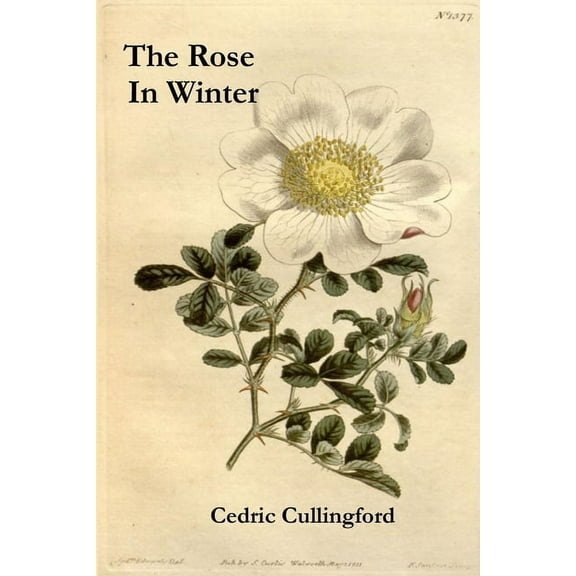 The Rose In Winter, (Paperback)