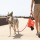 thumbnail image 5 of Dispensador de bolsas de basura para mascotas, organizador de bolsas de basura para caca de perro (rojo) Ndcxsfigh Para estrenar, 5 of 7