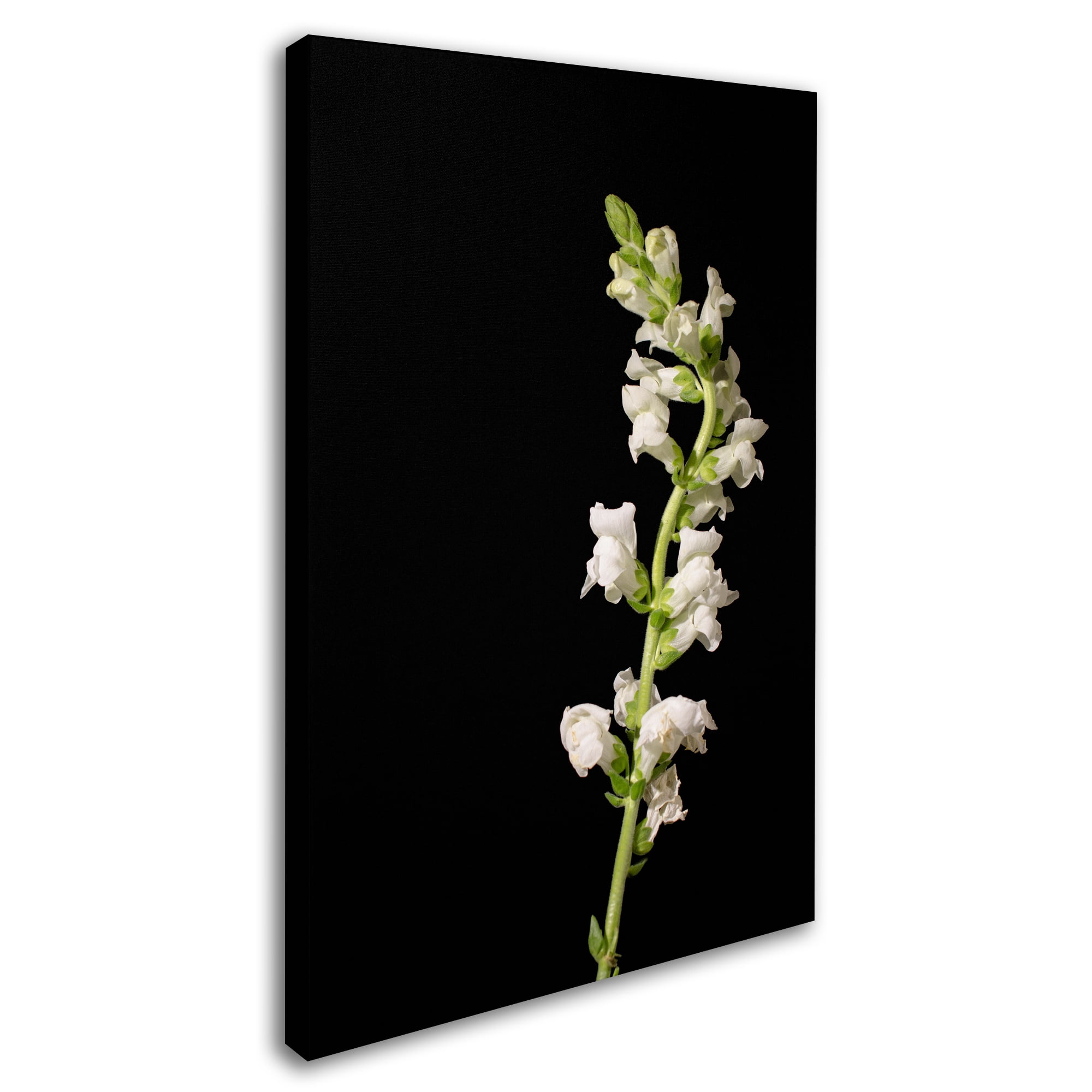 Trademark Fine Art 'White Snapdragons Against Black Background' Canvas Art by PIPA Fine Art