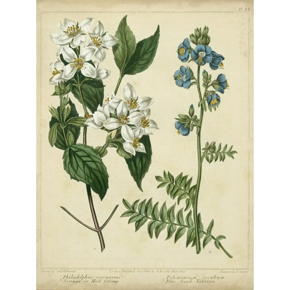 Art.com Cottage Florals I Art Print by Sydenham Teast Edwards, 12" x 16"