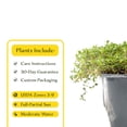 thumbnail image 2 of 3 Red Creeping Thyme in 2.5" Cubes | Live Fragrant Evergreen Groundcover with Bright Red-Pink Blooms | Low-Growing Perennial Herb for Containers, Pathways & Landscaping (Thymus 3 Red Creeping Thyme, 2 of 10