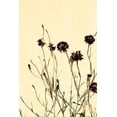 thumbnail image 2 of 1x Studio III 17x24 Black Ornate Wood Framed with Double Matting Museum Art Print Titled - Withered flowers, 2 of 4