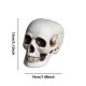 thumbnail image 3 of Halloween Skeletons Plastic Realistic Fake Simulation Human Skull HeadBone Model Halloween Prop Realistic Mini Skeleton Spooky Halloween Decoration, 3 of 5