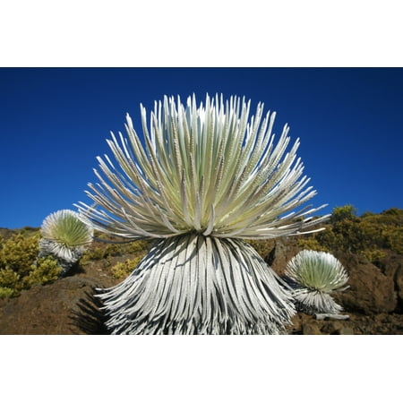 USA Hawaii Islands Haleakala National Park Maui Young Silversword Plant