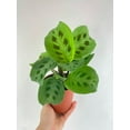 thumbnail image 5 of Maranta Leuconeura Kerchoveana - Live Air-Purifying Indoor Plant in Nursery Pot – Easy Care, Low Maintenance Houseplant for Home & Office Decor, Natural Air Cleaner, Best for Beginners (8"Pot), 5 of 8