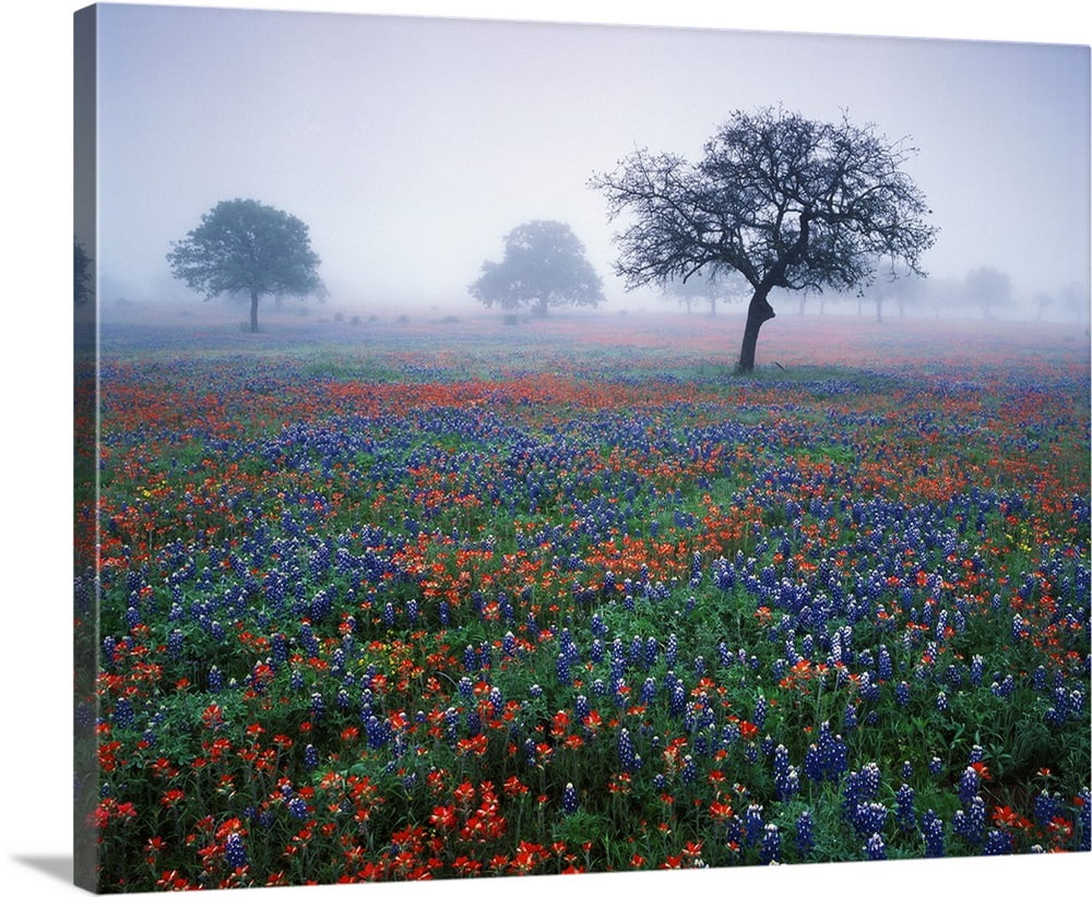 Great BIG Canvas | "Texas, Hill Country, View of Texas paintbrush and
