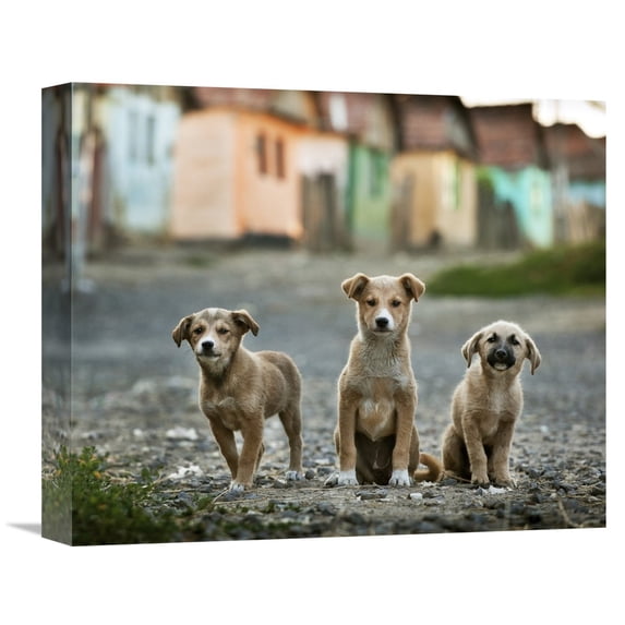 Global Gallery Sorin Onisor 'The Three Musketeers' Canvas Wall Art