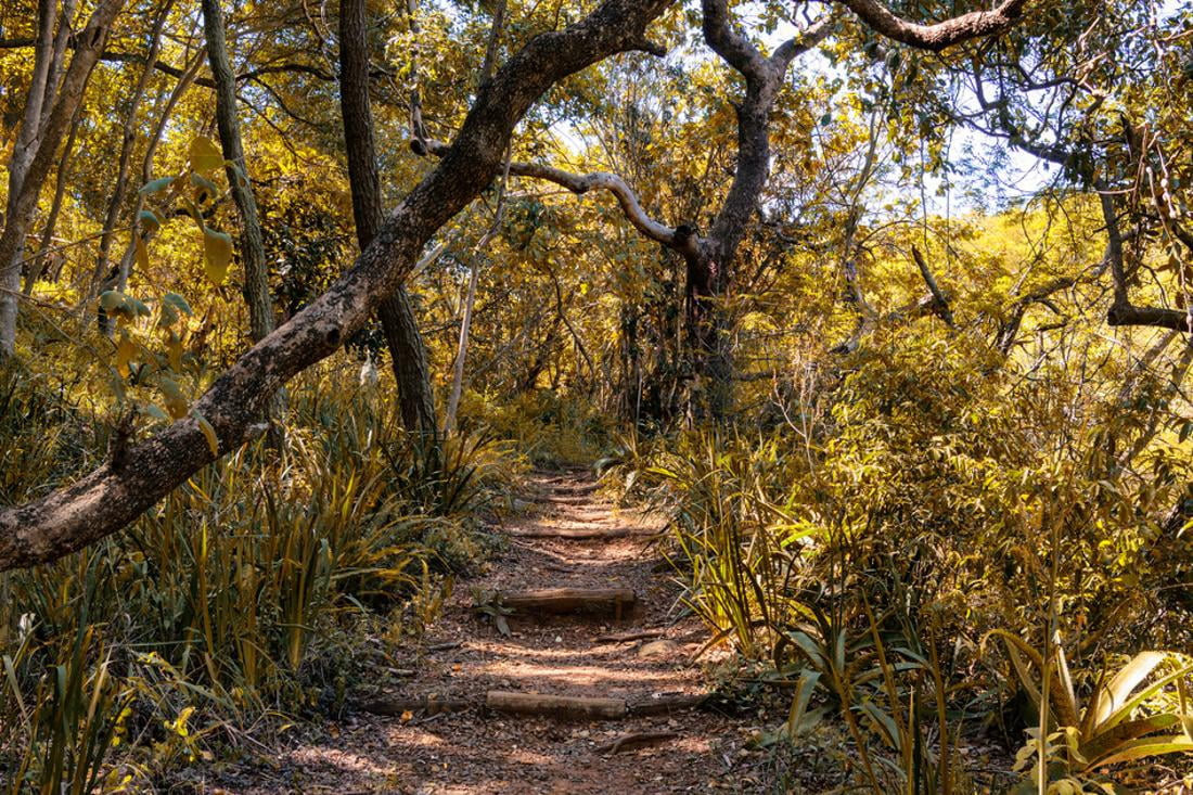 Awesome South Africa Collection African Jungle V Print Wall Art By