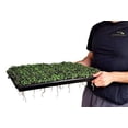 thumbnail image 2 of Bootstrap Farmer Microgreen 1020 Trays, Shallow Extra Strength 10 Pack Seed Tray with Holes - Grow Fodder, Wheatgrass, Sprouting, Plants Growing, 2 of 4
