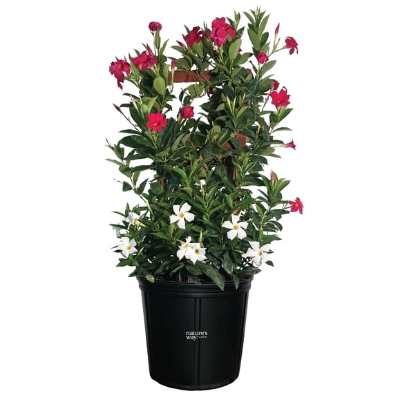 Nature's Way Farms Mandevilla Duo Red/White Trellis Live Plant (25-30 in. Tall) in Grower Pot May Ship Without Flowers