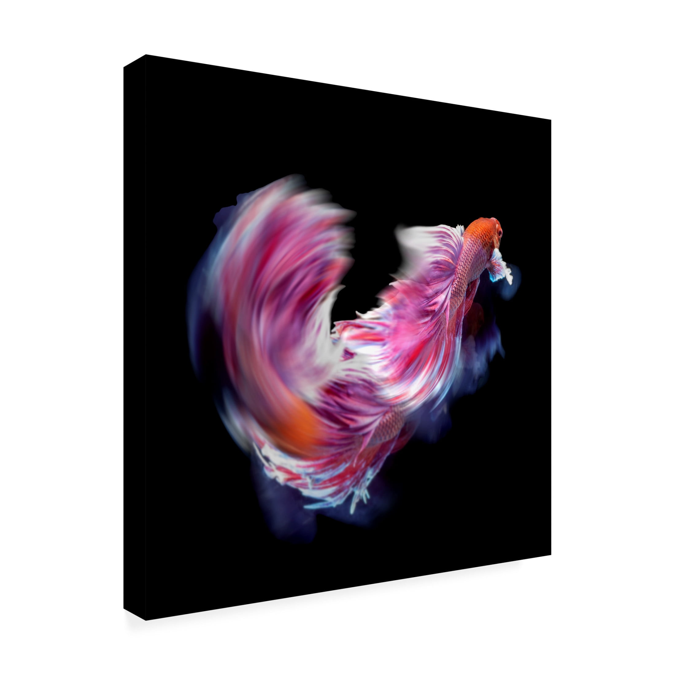 Canvas Wall Art - Antonyus Bunjamin 'Bettafish Dance Motion' Wall Art for Living Room, Bedroom, or Office Décor by Trademark Fine Art - 14 x 14 Inches