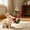 A, variant on Safe Natural Wooden Mouse Chew Toy for Small Pets, Teeth Grinding Molar Toy for Hamsters Squirrels Mice Rabbits, Interactive Play, Relieves Boredom Improves Dental Health